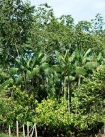 Sistemas agroflorestais podem ser adaptados aos ambientes com climas semiárido e subúmido