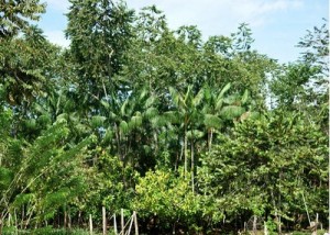 floresta1