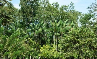 Sistemas agroflorestais podem ser adaptados aos ambientes com climas semiárido e subúmido