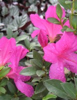 Sustentabilidade na produção de flores e plantas ornamentais