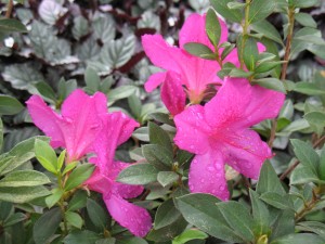 floricultura