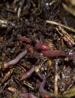 Composto natural provoca aumento de 20% na produtividade das culturas agrícolas