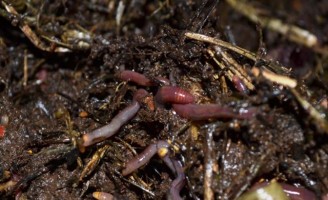 Composto natural provoca aumento de 20% na produtividade das culturas agrícolas