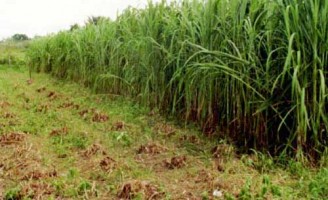 Tecnologia ajuda a recuperação de pastagens e adubação de lavouras