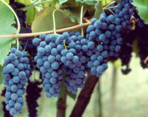 novas_cultivares_uva1