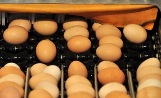 Orientações para uso, escolha e guarda correta do ovo para consumo