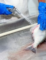 A qualidade do pescado depende do manejo desde a pesca até a preparação para venda