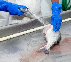pescado