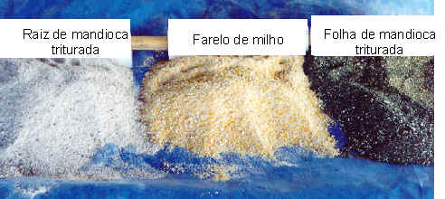 A ração para alimentar a galinha caipira pode ser enriquecida com uso da mandioca