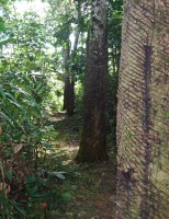 Cultivo e controle de pragas e doenças nos seringais