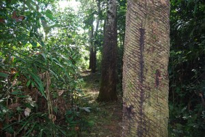 seringueira