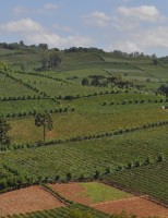 Indicação Geográfica  para nova região produtora de vinhos do Rio Grande do Sul