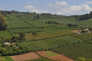 vinhedos em farroupilha