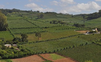 Indicação Geográfica  para nova região produtora de vinhos do Rio Grande do Sul