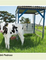 Mais eficiência na produção de leite criando os bezerros na casinha tropical