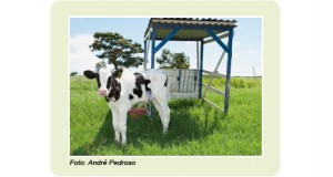 Casinha_Tropical__dentro__201123175434