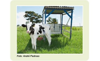 Mais eficiência na produção de leite criando os bezerros na casinha tropical
