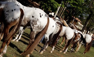 Criadores do cavalo appaloosa se reúnem na Expo Bauru