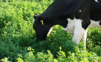 Vacas leiteiras de alta produção devem ser alimentadas com alfafa