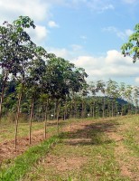 Dicas para estimular o cultivo e controlar as pragas e doenças nos seringais