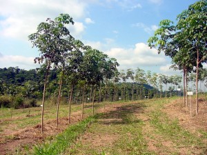 Seringueira 2