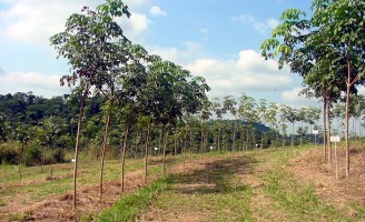 Dicas para estimular o cultivo e controlar as pragas e doenças nos seringais