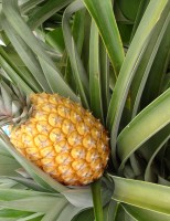 Um abacaxi resistente a pragas e com boa produtividade