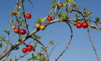 Uma semente de acerola para uso na agricultura orgânica