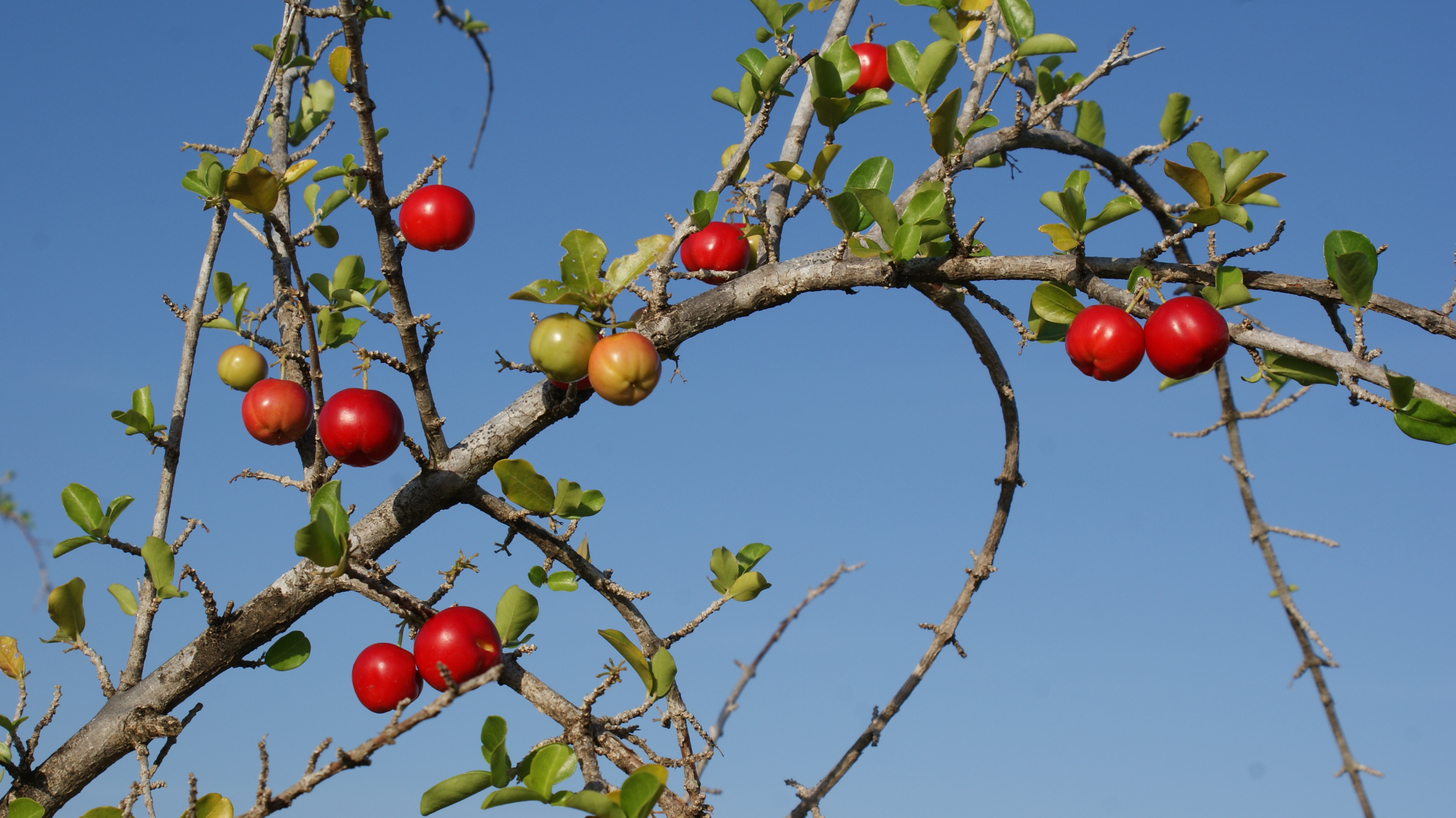 Uma semente de acerola para uso na agricultura orgânica