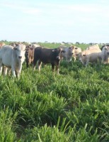 Bovinos de corte ganham  mais peso com suplementação estratégica em pastagens