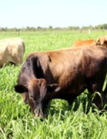 O produtor ganha mais adotando as Boas Práticas Agropecuárias para criar bovinos de Corte