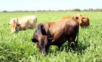 O produtor ganha mais adotando as Boas Práticas Agropecuárias para criar bovinos de Corte