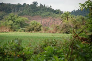 cultivo-de-milho