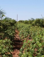 Nova tecnologia permite o consórcio para plantio de dendê com alimentos
