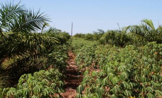 Nova tecnologia permite o consórcio para plantio de dendê com alimentos