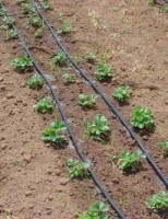 Produtores do semiárido podem usar a pequena irrigação para produção na agricultura