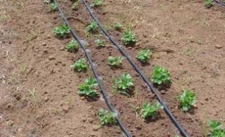 Produtores do semiárido podem usar a pequena irrigação para produção na agricultura
