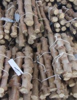 Preparando manivas de mandioca para ampliar a plantação