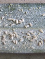 O jeito simples de combater o ataque da mosca-branca do coqueiro