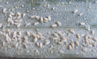 O jeito simples de combater o ataque da mosca-branca do coqueiro