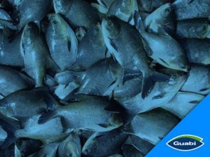 peixe pescado