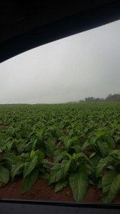 roça de fumo al 2