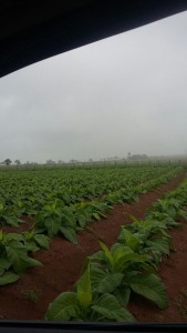 roça de fumo al 3