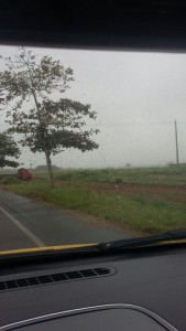 roça de fumo al 4