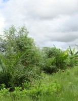 Mais de 50 mil agricultores em todo país foram beneficiados com o seguro rural