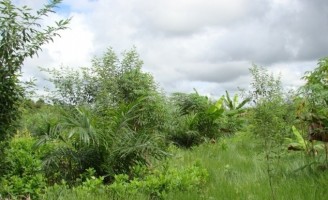 Mais de 50 mil agricultores em todo país foram beneficiados com o seguro rural