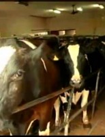 Os bezerros  podem trocar o leite por outros alimentos com adaptação do rúmen precoce