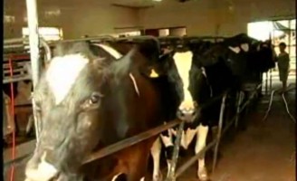 Os bezerros  podem trocar o leite por outros alimentos com adaptação do rúmen precoce