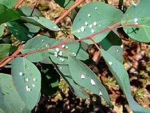 22-controle_biologico_florestas_eucaliptoII