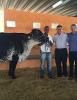 Raça Girolando do Brasil tem vaca recordista mundial